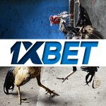 1xbet bahis sitesinde horoz dövüşlerine bahis yapın